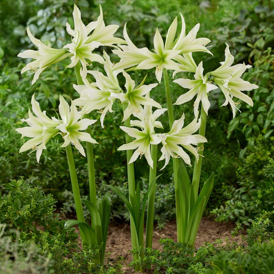 Amaryllis 'White Nile'